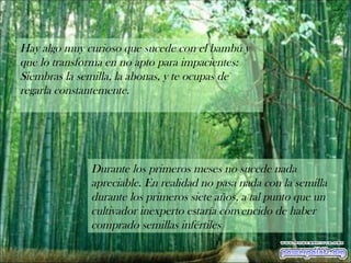 Hay algo muy curioso que sucede con el bambú y que lo transforma en no apto para impacientes:  Siembras la semilla, la abonas, y te ocupas de regarla constantemente. Durante los primeros meses no sucede nada apreciable. En realidad no pasa nada con la semilla durante los primeros siete años, a tal punto que un cultivador inexperto estaría convencido de haber comprado semillas infértiles 