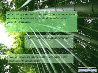 Sin embargo, durante el séptimo año, en un período de sólo seis semanas la planta de bambú crece ¡más de 30metros!  ¿Tardó sólo seis semanas crecer?  No, la verdad es que se tomó siete años y seis semanas en desarrollarse 