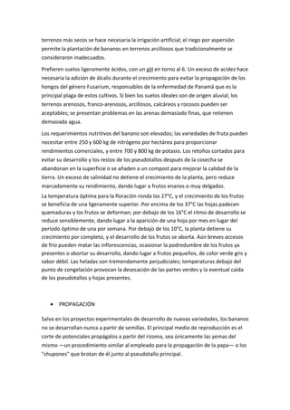terrenos más secos se hace necesaria la irrigación artificial; el riego por aspersión
permite la plantación de bananos en terrenos arcillosos que tradicionalmente se
consideraron inadecuados.

Prefieren suelos ligeramente ácidos, con un pH en torno al 6. Un exceso de acidez hace
necesaria la adición de álcalis durante el crecimiento para evitar la propagación de los
hongos del género Fusarium, responsables de la enfermedad de Panamá que es la
principal plaga de estos cultivos. Si bien los suelos ideales son de origen aluvial, los
terrenos arenosos, franco-arenosos, arcillosos, calcáreos y rocosos pueden ser
aceptables; se presentan problemas en las arenas demasiado finas, que retienen
demasiada agua.

Los requerimientos nutritivos del banano son elevados; las variedades de fruta pueden
necesitar entre 250 y 600 kg de nitrógeno por hectárea para proporcionar
rendimientos comerciales, y entre 700 y 800 kg de potasio. Los retoños cortados para
evitar su desarrollo y los restos de los pseudotallos después de la cosecha se
abandonan en la superficie o se añaden a un compost para mejorar la calidad de la
tierra. Un exceso de salinidad no detiene el crecimiento de la planta, pero reduce
marcadamente su rendimiento, dando lugar a frutos enanos o muy delgados.
La temperatura óptima para la floración ronda los 27°C, y el crecimiento de los frutos
se beneficia de una ligeramente superior. Por encima de los 37°C las hojas padecen
quemaduras y los frutos se deforman; por debajo de los 16°C el ritmo de desarrollo se
reduce sensiblemente, dando lugar a la aparición de una hoja por mes en lugar del
período óptimo de una por semana. Por debajo de los 10°C, la planta detiene su
crecimiento por completo, y el desarrollo de los frutos se aborta. Aún breves accesos
de frío pueden matar las inflorescencias, ocasionar la podredumbre de los frutos ya
presentes o abortar su desarrollo, dando lugar a frutos pequeños, de color verde gris y
sabor débil. Las heladas son tremendamente perjudiciales; temperaturas debajo del
punto de congelación provocan la desecación de las partes verdes y la eventual caída
de los pseudotallos y hojas presentes.



   •   PROPAGACIÓN

Salvo en los proyectos experimentales de desarrollo de nuevas variedades, los bananos
no se desarrollan nunca a partir de semillas. El principal medio de reproducción es el
corte de potenciales propágalos a partir del rizoma, sea únicamente las yemas del
mismo —un procedimiento similar al empleado para la propagación de la papa— o los
"chupones" que brotan de él junto al pseudotallo principal.
 