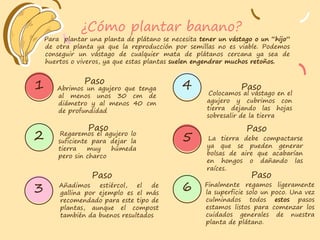 Finalmente regamos ligeramente
la superficie solo un poco. Una vez
culminados todos estos pasos
estamos listos para comenzar los
cuidados generales de nuestra
planta de plátano.
Añadimos estiércol, el de
gallina por ejemplo es el más
recomendado para este tipo de
plantas, aunque el compost
también da buenos resultados
La tierra debe compactarse
ya que se pueden generar
bolsas de aire que acabarían
en hongos o dañando las
raíces.
Paso
Abrimos un agujero que tenga
al menos unos 30 cm de
diámetro y al menos 40 cm
de profundidad
Paso
Colocamos al vástago en el
agujero y cubrimos con
tierra dejando las hojas
sobresalir de la tierra
Paso
Regaremos el agujero lo
suficiente para dejar la
tierra muy húmeda
pero sin charco
Paso
Paso
Paso
¿Cómo plantar banano?
1
Para plantar una planta de plátano se necesita tener un vástago o un “hijo”
de otra planta ya que la reproducción por semillas no es viable. Podemos
conseguir un vástago de cualquier mata de plátanos cercana ya sea de
huertos o viveros, ya que estas plantas suelen engendrar muchos retoños.
2
3
4
5
6
 