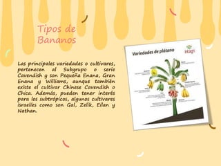 Tipos de
Bananos
Las principales variedades o cultivares,
pertenecen al Subgrupo o serie
Cavendish y son Pequeña Enana, Gran
Enana y Williams, aunque también
existe el cultivar Chinese Cavendish o
Chica. Además, pueden tener interés
para los subtrópicos, algunos cultivares
israelíes como son Gal, Zelik, Eilan y
Nathan.
 