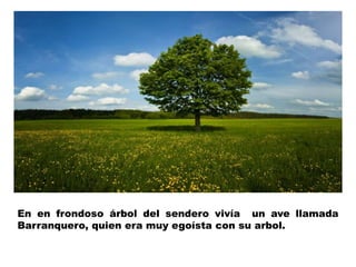 En en frondoso árbol del sendero vivía un ave llamada 
Barranquero, quien era muy egoísta con su arbol. 
 