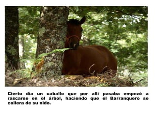 Cierto día un caballo que por allí pasaba empezó a 
rascarse en el árbol, haciendo que el Barranquero se 
callera de su nido. 
 