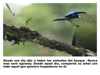 Desde ese día dijo a todos los animales del bosque –Nunca 
mas seré egoìsta¡- Desde aquel día, compartió su árbol con 
todo aquel que quisiera hospedarse en él. 
 