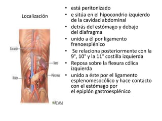 Localización
• está peritonizado
• e sitúa en el hipocondrio izquierdo
de la cavidad abdominal
• detrás del estómago y debajo
del diafragma
• unido a él por ligamento
frenoesplénico
• Se relaciona posteriormente con la
9°, 10° y la 11° costilla izquierda
• Reposa sobre la flexura cólica
izquierda
• unido a éste por el ligamento
esplenomesocólico y hace contacto
con el estómago por
el epiplón gastroesplénico
 