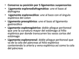 • Conserva su posición por 5 ligamentos suspensorios
• Ligamento esplenodiafragmático: une el bazo al
diafragma
• Ligamento esplenocólico: une al bazo con el ángulo
esplénico del colon
• Ligamento preesplénico: une el bazo al ligamento
gastrocólico
• Ligamento esplenogástrico: doble pliegue peritoneal
que une la curvatura mayor del estómago al hilio
esplénico por donde transcurren los vasos cortos del
estómago
• Ligamento esplenorenal: doble pliegue peritoneal que
va de la cola del páncreas al hilio esplénico
conteniendo la arteria y vena esplénica así como la cola
del páncreas
 