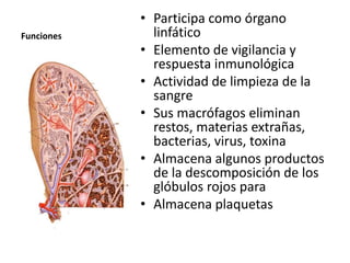 Funciones
• Participa como órgano
linfático
• Elemento de vigilancia y
respuesta inmunológica
• Actividad de limpieza de la
sangre
• Sus macrófagos eliminan
restos, materias extrañas,
bacterias, virus, toxina
• Almacena algunos productos
de la descomposición de los
glóbulos rojos para
• Almacena plaquetas
 