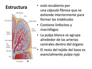 Estructura • está recubierto por
una cápsula fibrosa que se
extiende interiormente para
formar las trabéculas
• Contiene linfocitos y
macrófagos
• La pulpa blanca se agrupa
alrededor de las arterias
centrales dentro del órgano
• El resto del tejido del bazo es
esencialmente pulpa roja
 