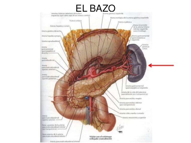 El bazo