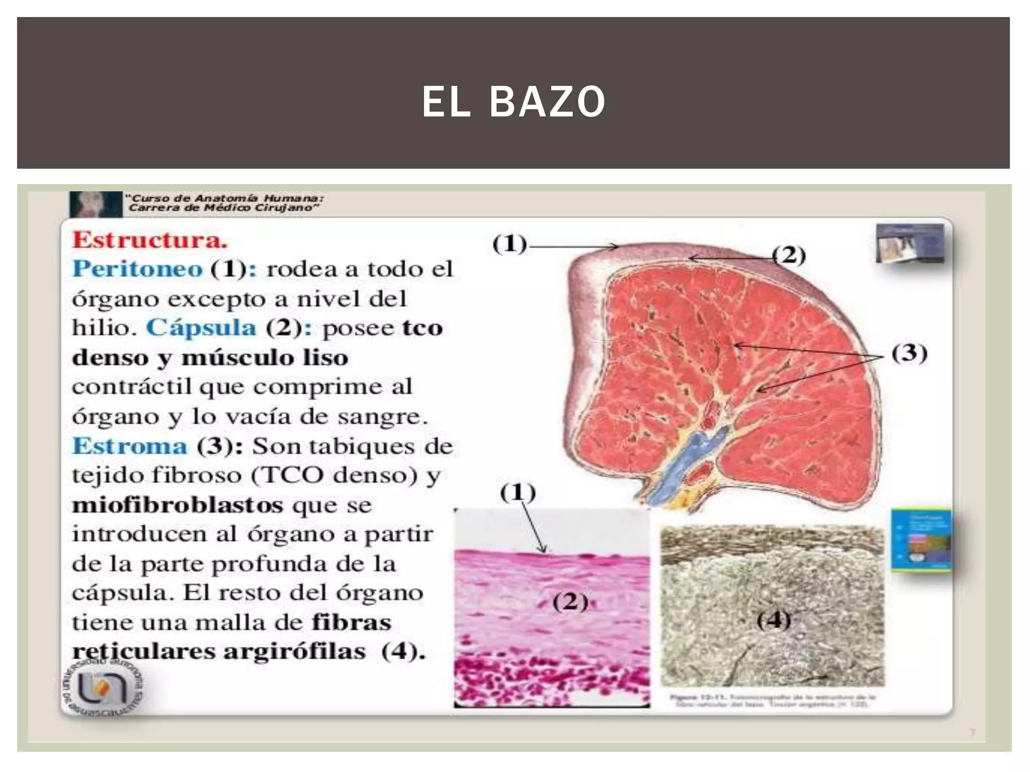 El bazo anatomia | PPT | Descarga Gratuita