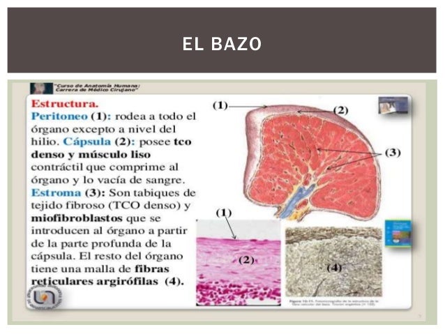 El bazo anatomia