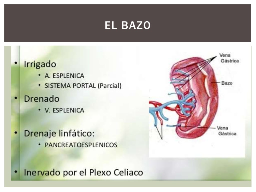 El bazo anatomia