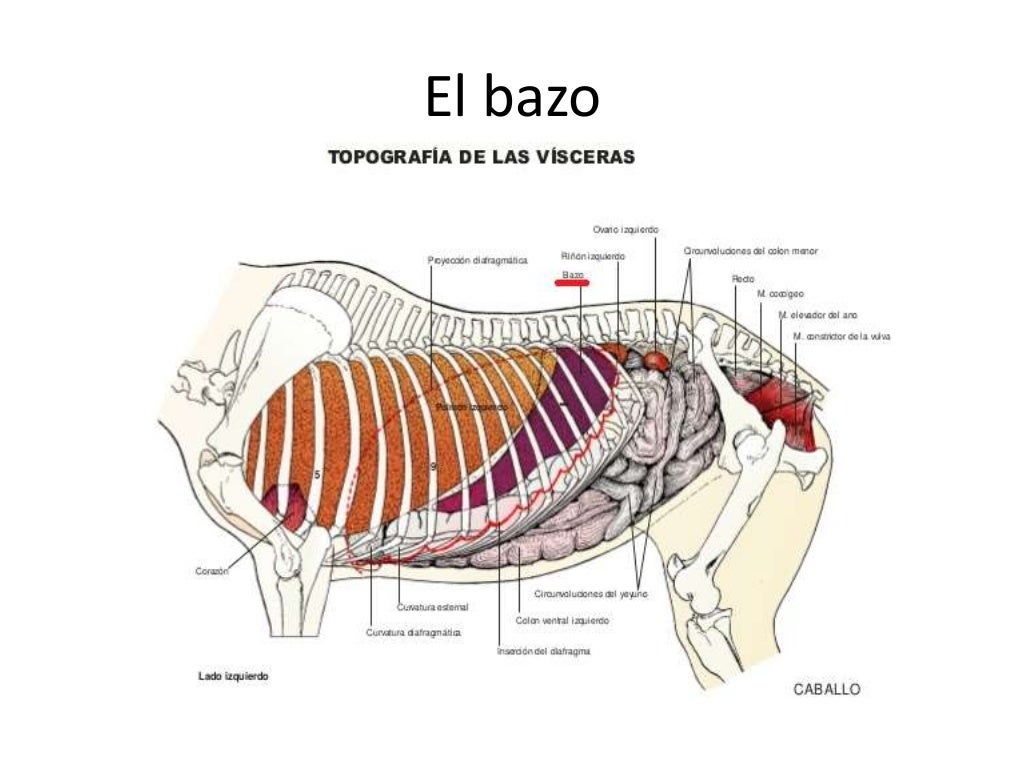 El bazo El bazo