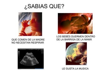 ¿SABIAS QUE? LE GUSTA LA MUSICA QUE COMEN DE LA MADRE NO NECESITAN RESPIRAR LOS BEBÉS DUERMEN DENTRO DE LA BARRIGA DE LA MAMÁ