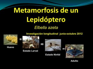 Metamorfosis de un
       Lepidóptero
        Pyrrhopyge charybdis charybdis
              Investigación longitudinal junio-octubre 2012




Huevo
           Estado Larval
                             Estado Ninfal

                                                 Adulto
 
