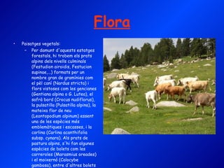 Flora Paisatges vegetals: Per damunt d'aquests estatges forestals, hi trobem els prats alpins dels nivells culminals (Festudion airoidis, Festucion supinae,...) formats per un nombre gran de gramínies com el pèl caní (Nardus stricta) i flors vistoses com les gencianes (Gentiana alpina o G. Lutea), el safrà bord (Crocus nudiflorus), la pulsatilla (Pulsatilla alpina), la mateixa flor de neu (Leontopodium alpinum) essent una de les espècies més emblemàtiques i escasses, i la carlina (Carlina acanthifolia subsp. cynara). Als prats de pastura alpins, s'hi fan algunes espècies de bolets com les carreroles (Marasmius oreades) i el moixernó (Calocybe gambosa), entre d'altres bolets propis dels prats. 