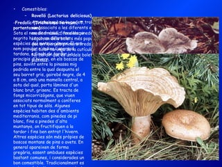 Comestibles: Rovelló (Lactarius deliciosus) Aquesta espècie la podem trobar distribuïda a moltes de les pinedes del Berguedà, on viu associats a les diferents espècies de pins, des d'ambients propis de la terra baixa mediterrània, fins a les pinedes montanes de pi negre, en tota mena de sòls. És, de ben segur, un dels bolets més populars a Catalunya, on fructifica des de finals d'estiu fins que arriben els primers freds de l'hivern, essent en general abundant. Es caracteritza pel color taronja de la cutícula i del làtex, que és abundant i caracteritza aquest gènere. No cal dir que és un dels bolets més apreciats per a conservar, per fer a la brasa i pels platillos. - Fredolíc (Tricholoma terreum, T. portentosum)  Sota el nom de fredolíc, fredeluc o negrito hi trobem diferents espècies del mateix gènere. El seu nom popular n'indica l'aparició tardana, a finals de tardor i a principis d'hivern, en els boscos de pins, sovint entre la pinassa mig podrida entre la qual despunta el seu barret gris, gairebé negre, de 4 a 8 cm, amb una mamella central, a sota del qual, porta làmines d'un blanc brut, grisenc. Es tracta de fongs micorrizògens, que viuen associats normalment a coníferes en tot tipus de sòls. Algunes espècies habiten des d'ambients mediterranis, com pinedes de pi blanc, fins a pinedes d'alta muntanya, on fructifiquen a la tardor i fins ben entrat l'hivern. Altres espècies són més pròpies de boscos montans de pins o avets. En general apareixen de forma gregària, essent ambdues espècies bastant comunes, i considerades un bon comestible. Tradicionalment es cuinen amb truites, sopes, o guisats amb llegums, patates i carn. 