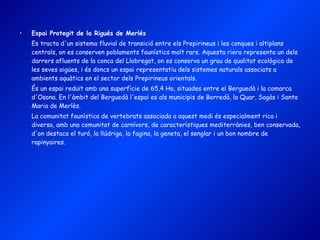Espai Protegit de la Rigués de Merlés Es tracta d'un sistema fluvial de transició entre els Prepirineus i les conques i altiplans centrals, on es conserven poblaments faunístics molt rars. Aquesta riera representa un dels darrers afluents de la conca del Llobregat, on es conserva un grau de qualitat ecològica de les seves aigües, i és doncs un espai representatiu dels sistemes naturals associats a ambients aquàtics en el sector dels Prepirineus orientals. És un espai reduït amb una superfície de 65,4 Ha, situades entre el Berguedà i la comarca d'Osona. En l'àmbit del Berguedà l'espai es als municipis de Borredà, la Quar, Sagàs i Santa Maria de Merlès. La comunitat faunística de vertebrats associada a aquest medi és especialment rica i diversa, amb una comunitat de carnívors, de característiques mediterrànies, ben conservada, d'on destaca el turó, la llúdriga, la fagina, la geneta, el senglar i un bon nombre de rapinyaires.  