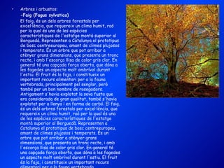 Arbres i arbustos: -Faig (Fagus sylvatica) El faig, és un dels arbres forestals per excel·lència, que requereix un clima humit, raó per la qual és una de les espècies característiques de l'estatge montà superior al Berguedà. Representen a Catalunya el prototipus de bosc centreeuropeu, amant de climes plujosos i temperats. És un arbre que pot arribar a atènyer grans dimensions, que presenta un tronc recte, i amb l'escorça llisa de color gris clar. En general té una capçada força oberta, que dóna a les fagedes un aspecte molt ombrívol durant l'estiu. El fruit és la faja, i constitueix un important recurs alimentari per a la fauna vertebrada, principalment pel senglar, però també per un bon nombre de rosegadors. Antigament s'havia explotat la seva fusta que era considerada de gran qualitat, també s'havia explotat per a llenya i en forma de carbó. El faig, és un dels arbres forestals per excel·lència, que requereix un clima humit, raó per la qual és una de les espècies característiques de l'estatge montà superior al Berguedà. Representen a Catalunya el prototipus de bosc centreeuropeu, amant de climes plujosos i temperats. És un arbre que pot arribar a atènyer grans dimensions, que presenta un tronc recte, i amb l'escorça llisa de color gris clar. En general té una capçada força oberta, que dóna a les fagedes un aspecte molt ombrívol durant l'estiu. El fruit és la faja, i constitueix un important recurs alimentari per a la fauna vertebrada, principalment pel senglar, però també per un bon nombre de rosegadors. Antigament s'havia explotat la seva fusta que era considerada de gran qualitat, també s'havia explotat per a llenya i en forma de carbó. 
