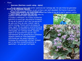 Flors: Genciana (Gentiana acaulis subsp. alpina) És una espècie pròpia dels prats i pastures de l'estatge alpí, tal com totes les gencianes que fan aparició a Catalunya, on pot arribar a ser molt abundant. Es tracta d'una petita planta, que presenta una roseta basal de petites fulles al mig de la qual hi apareix, entre abril i agost, una única flor de color blau viu. Orella d'ós (Ramonda myconi)  -  És una herba perenne, que no presenta una tija pròpiament, si no que les fulles es disposen en roseta basal. Aquestes són d'ovades a ròmbiques i es troben recobertes sobretot al revers per una pilositat brunenca. Al mig de la roseta hi surt una tija que porta de una a sis flors de color violeta i amb el centre taronja. Floreix entre els mesos de maig i agost. És una espècie característica de les escletxes en ambients de roques calcinals ombrejades, de l'estatge montà. Aquesta espècie té la peculiaritat que és l'únic representant de les gesneriàcies a Catalunya. Aquesta família es troba àmpliament distribuïda per les zones tropicals, i a Catalunya és considerada relictual, formant part d'una flora termòfila anterior al quaternari, i en gran part extingida. 
