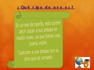 ¿ Qu é t ip o d e a v e e s ?
 