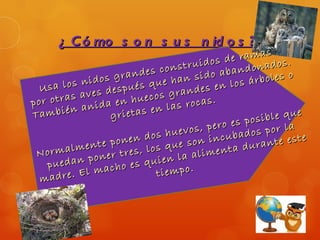 ¿ C ó mo s o n s u s n id o s ?
                                                      as
                                              de ram
                                 s  truidos andonados.
                         des con            ab
             ido s gran         ha  n sido         á rboles
                                                             o
  U sa los n s después que andes en los
por ot ras ave           u ecos gr
              i da en h en las rocas.
      bién an     grietas
Tam                                                  si ble que
                                          e ro es po por la
                                  evos, p
                        n  dos hu on incubados te este
        almen  te pone los que s               ta dura
                                                        n
 Norm                   s,                 en
             po ner tre           l a alim
    p uedan           e s quien o.
              macho          tiemp
  ma  dre. El
 