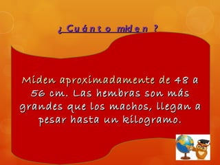 ¿ C u á n t o mid e n ?




Miden aproximadamente de 48 a
  56 cm. Las hembras son más
grandes que los machos, llegan a
   pesar hasta un kilogramo.
 