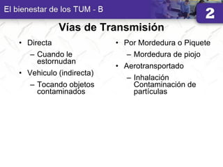 Vías de Transmisión
• Directa
– Cuando le
estornudan
• Vehiculo (indirecta)
– Tocando objetos
contaminados
• Por Mordedura o Piquete
– Mordedura de piojo
• Aerotransportado
– Inhalación
Contaminación de
partículas
 