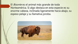 El Bisonte es el animal más grande de toda
Norteamérica. Si algo destaca en esta especie es su
enorme cabeza, inclinada ligeramente hacia abajo, su
espeso pelaje y su llamativa joroba.
 
