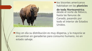 los bisontes americanos
habitaban en las planicies
de toda Norteamérica,
desde el norte de México,
hasta las llanuras de
Canadá, pasando por
todo el interior de Estados
Unidos.
Hoy en día su distribución es muy dispersa, y la mayoría se
encuentran en ganaderías para consumo humano, no en
estado salvaje.
 