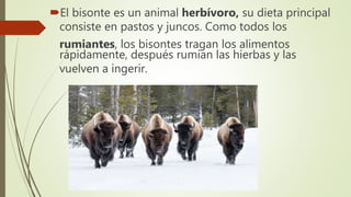 El bisonte es un animal herbívoro, su dieta principal
consiste en pastos y juncos. Como todos los
rumiantes, los bisontes tragan los alimentos
rápidamente, después rumian las hierbas y las
vuelven a ingerir.
 