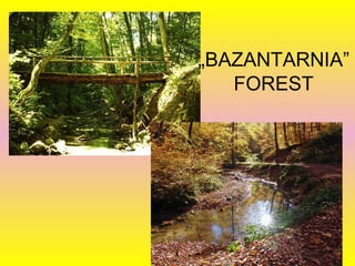 „BAZANTARNIA”
FOREST