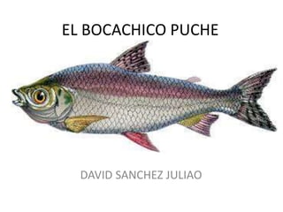 EL BOCACHICO PUCHE
DAVID SANCHEZ JULIAO
 