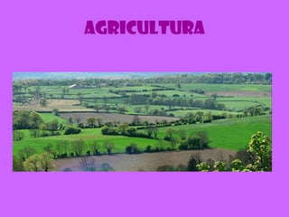 Agricultura
 