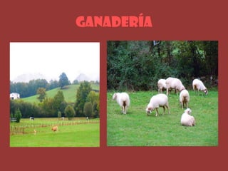 Ganadería
 