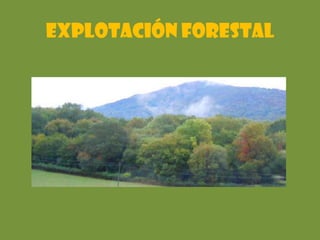 Explotación forestal
 