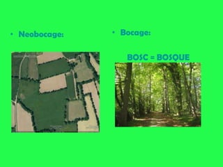 • Neobocage:   • Bocage:

                  BOSC = BOSQUE
 