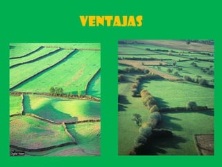 Ventajas
 