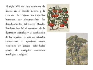 El siglo XVI vio una explosión de
interés en el mundo natural y la
creación de lujosas enciclopedias
botánicas que documentaban los
descubrimientos del Nuevo Mundo.
También impulsó el comienzo de la
ilustración científica y la clasificación
de las especies. Los objetos naturales
comenzaron a apreciarse como
elementos de estudio individuales
aparte de cualquier asociación
mitológica o religiosa.
 