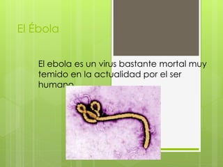 El Ébola
El ebola es un virus bastante mortal muy
temido en la actualidad por el ser
humano
 