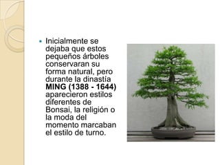    Inicialmente se
    dejaba que estos
    pequeños árboles
    conservaran su
    forma natural, pero
    durante la dinastía
    MING (1388 - 1644)
    aparecieron estilos
    diferentes de
    Bonsai, la religión o
    la moda del
    momento marcaban
    el estilo de turno.
 