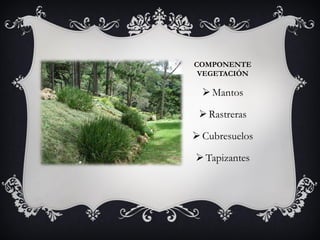 COMPONENTE
VEGETACIÓN
Mantos
Rastreras
Cubresuelos
Tapizantes
 