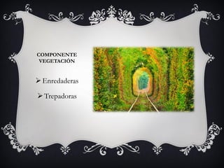 COMPONENTE
VEGETACIÓN
Enredaderas
Trepadoras
 