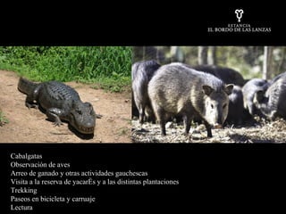 Cabalgatas Observación de aves Arreo de ganado y otras actividades gauchescas Visita a la reserva de yacarés y a las distintas plantaciones Trekking Paseos en bicicleta y carruaje Lectura 