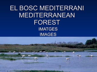 EL BOSC MEDITERRANI MEDITERRANEAN FOREST IMATGES IMAGES 
