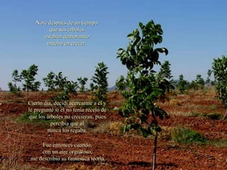 Noté después de un tiempo  que sus árboles  estaban demorando  mucho en crecer.  Cierto día, decidí acercarme a él y le pregunté si el no tenía recelo de que los árboles no crecieran, pues percibía que el nunca los regaba. Fue entonces cuando, con un aire orgulloso, me describió su fantástica teoría. 