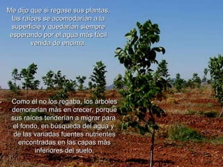 Me dijo que si regase sus plantas,  las raíces se acomodarían a la superficie y quedarían siempre esperando por el agua más fácil venida de encima. Como él no los regaba, los árboles demorarían más en crecer, porque sus raíces tenderían a migrar para  el fondo, en búsqueda del agua y  de las variadas fuentes nutrientes encontradas en las capas más inferiores del suelo. 