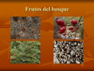 Frutos del bosque
 