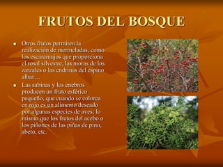 FRUTOS DEL BOSQUE
   Otros frutos permiten la
    realización de mermeladas, como
    los escaramujos que proporciona
    el rosal silvestre, las moras de los
    zarzales o las endrinas del espino
    albar…
   Las sabinas y los enebros
    producen un fruto esférico
    pequeño, que cuando se colorea
    en rojo es un alimento deseado
    por algunas especies de aves; lo
    mismo que los frutos del acebo o
    los piñones de las piñas de pino,
    abeto, etc.
 