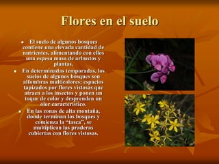 Flores en el suelo
        El suelo de algunos bosques
      contiene una elevada cantidad de
      nutrientes, alimentando con ellos
        una espesa masa de arbustos y
                    plantas.
     En determinadas temporadas, los
        suelos de algunos bosques son
      alfombras multicolores; espacios
      tapizados por flores vistosas que
       atraen a los insectos y ponen un
       toque de color y desprenden un
              olor característico.
       En las zonas de alta montaña,
        donde terminan los bosques y
           comienza la “tasca”, se
           multiplican las praderas
         cubiertas con flores vistosas.
 
